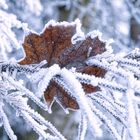 Blatt am Baum im Winter