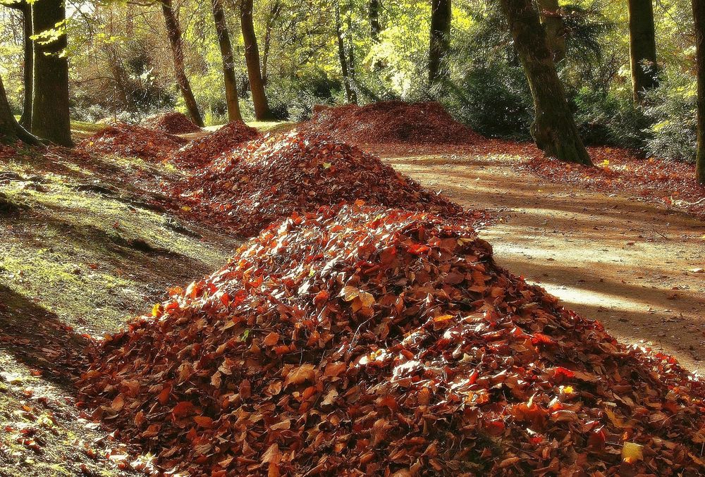 Blatt am Baum ...kaum