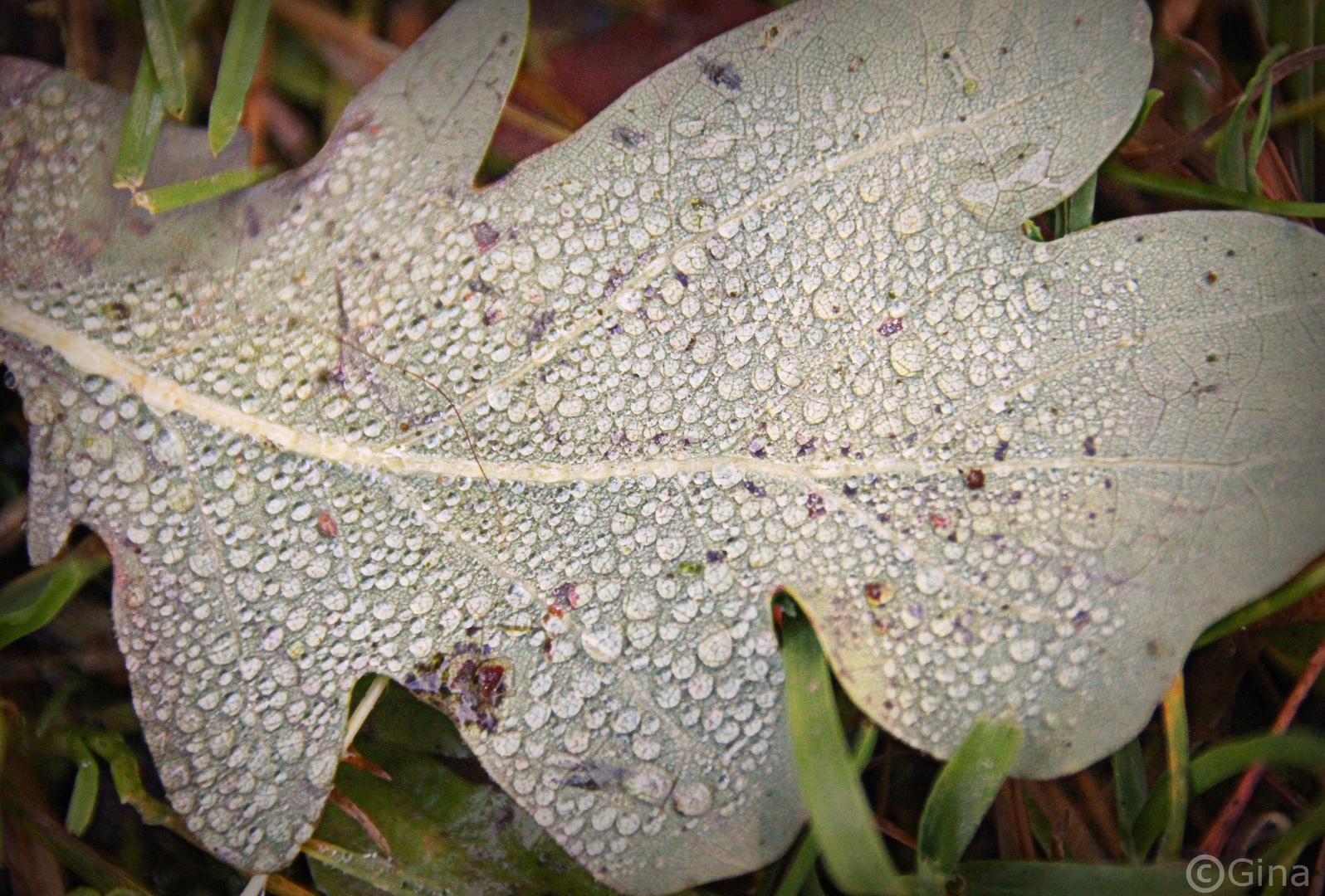 Blatt am Boden