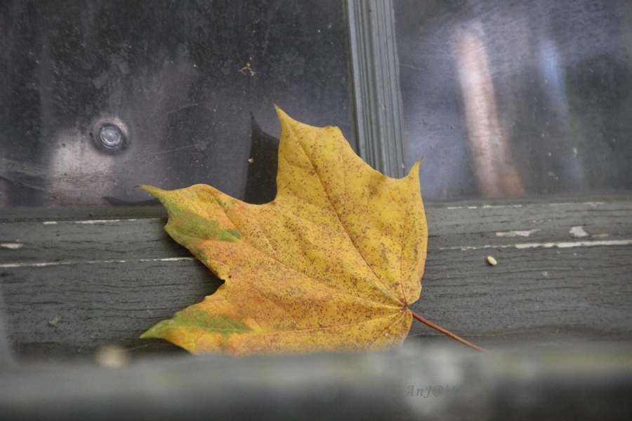 Blatt am Kirchenfenster