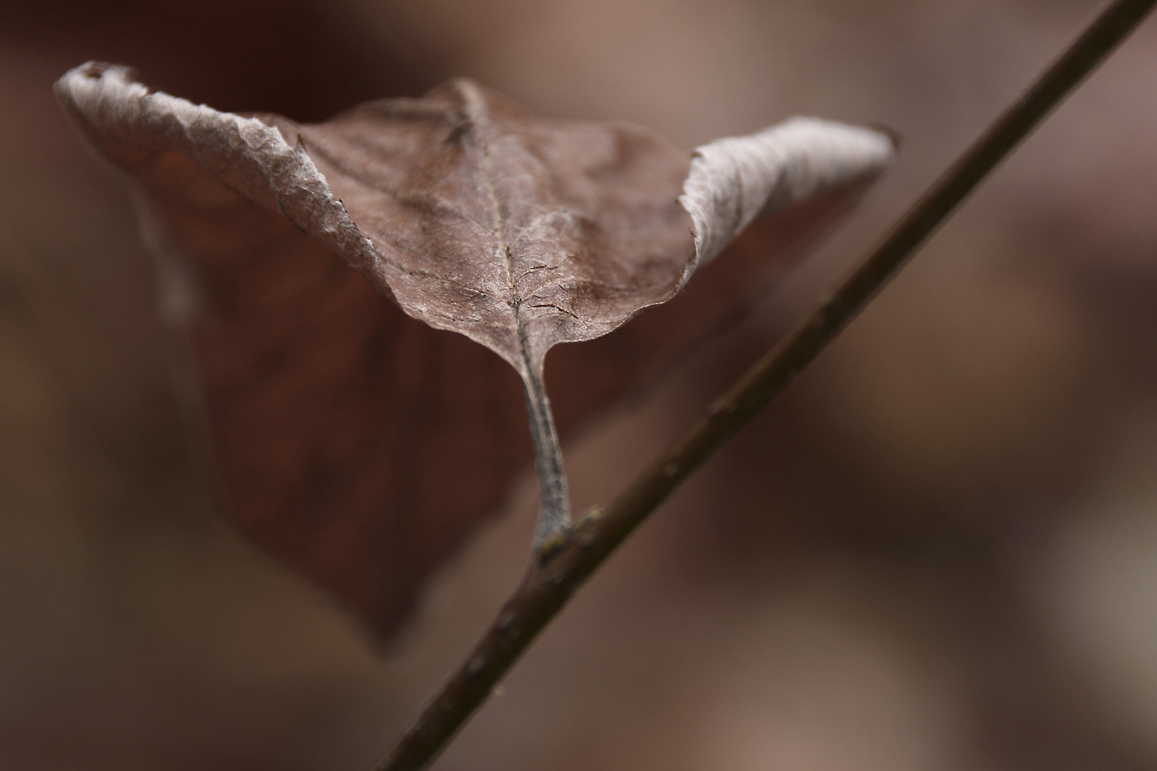 Blatt am Stengel