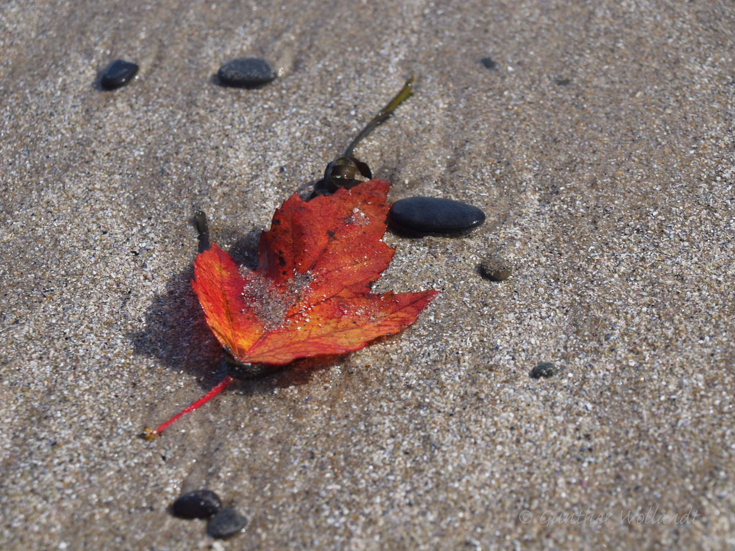 Blatt am Strand