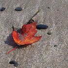 Blatt am Strand