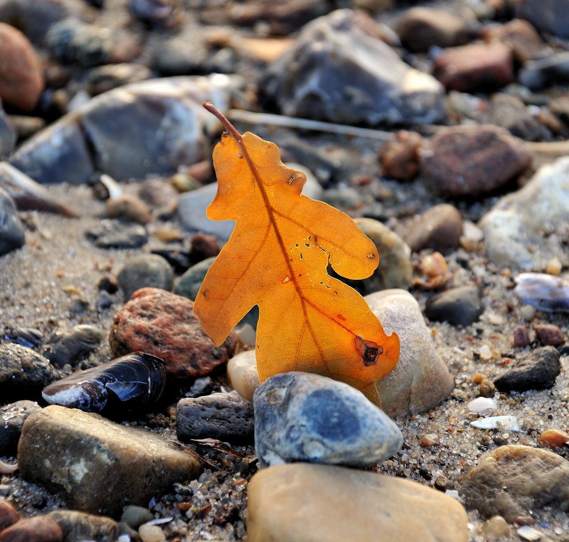 Blatt am Strand