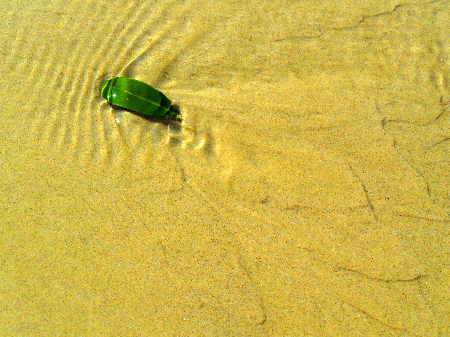 Blatt am Strand