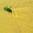 Blatt am Strand