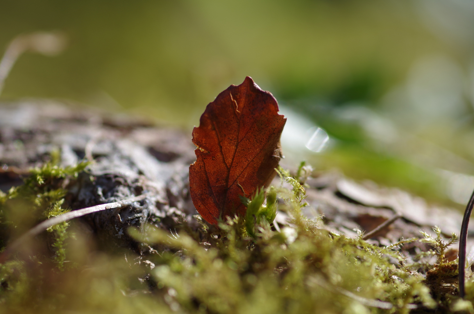 Blatt am Waldboden