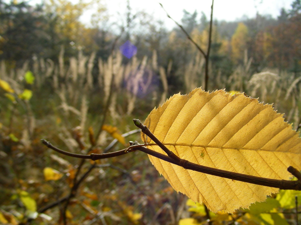 Blatt am Waldrand im Gegenlicht