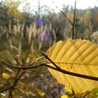 Blatt am Waldrand im Gegenlicht