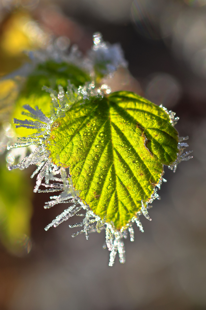 Blatt am Wintermorgen