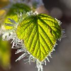 Blatt am Wintermorgen