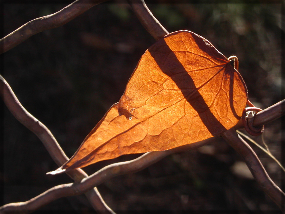 Blatt am Zaun