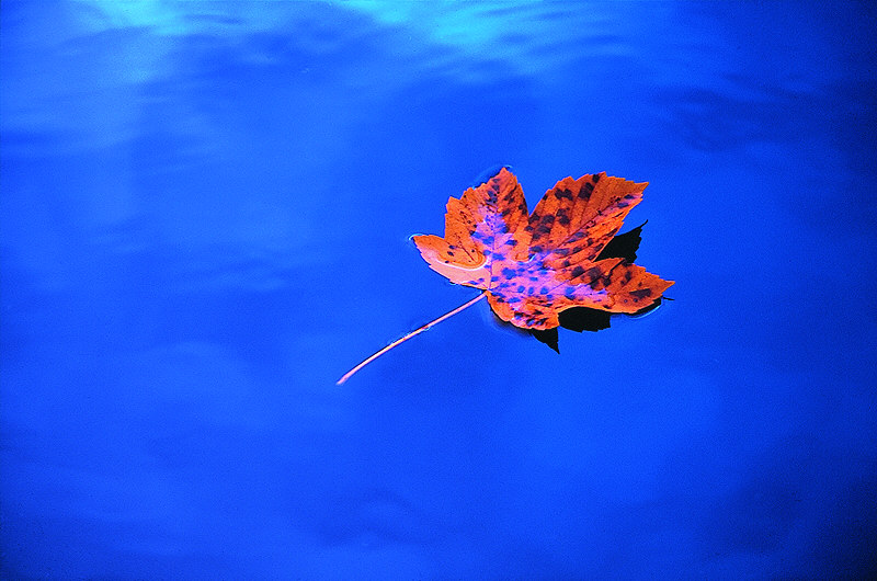 Blatt auf Blau...