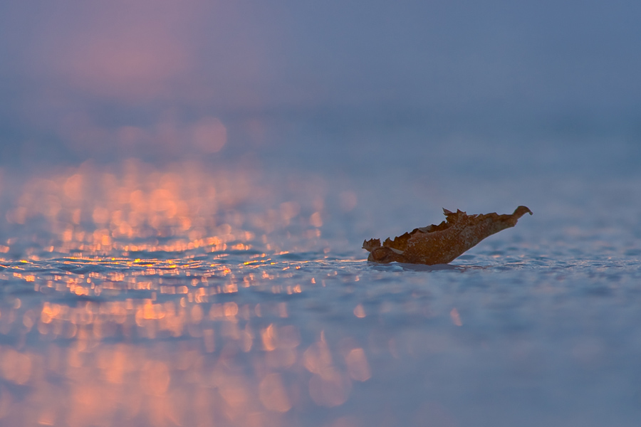 Blatt auf dem Eis bei Sonnenuntergang