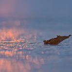 Blatt auf dem Eis bei Sonnenuntergang