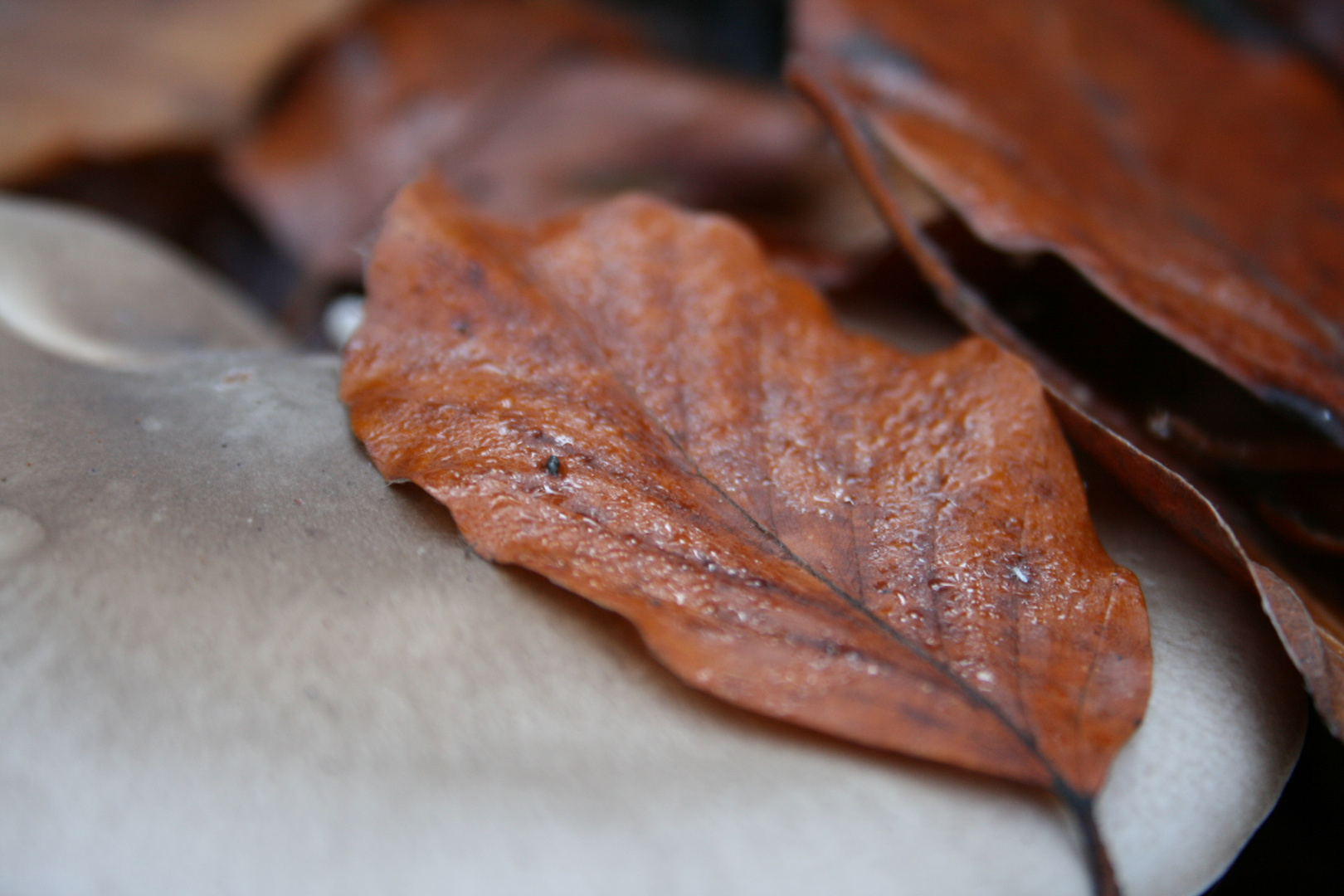 Blatt auf dem Pilz