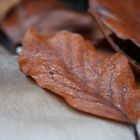 Blatt auf dem Pilz