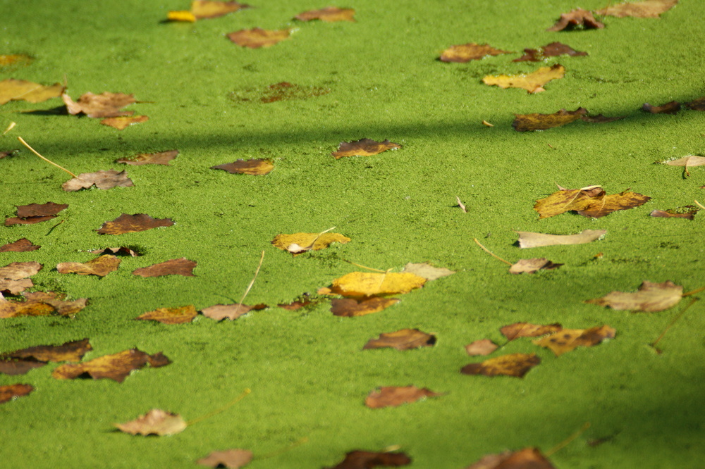 Blatt auf dem See