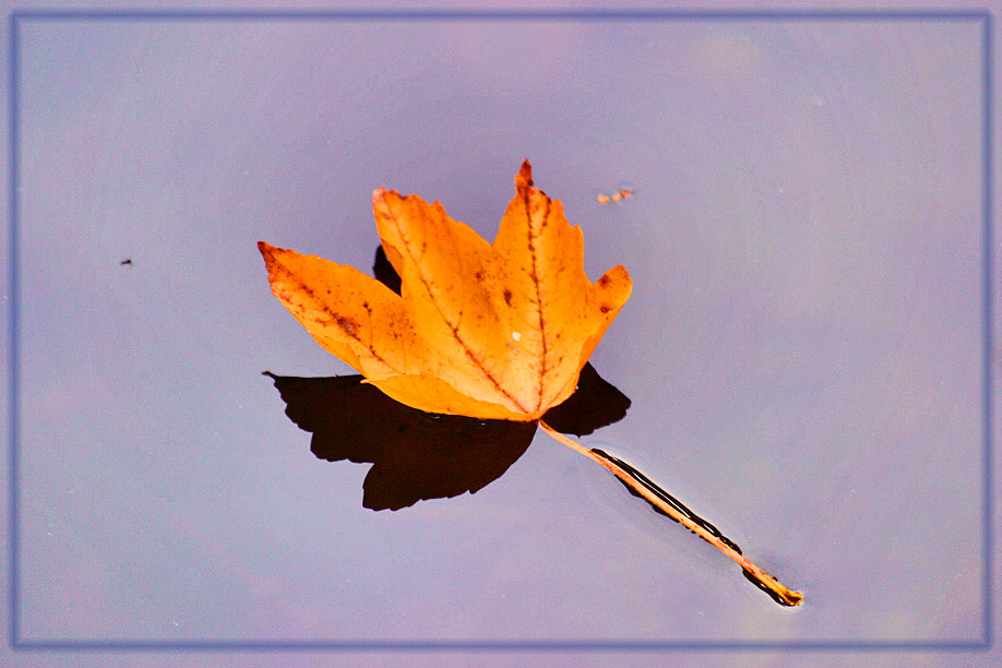 Blatt auf dem Wasser