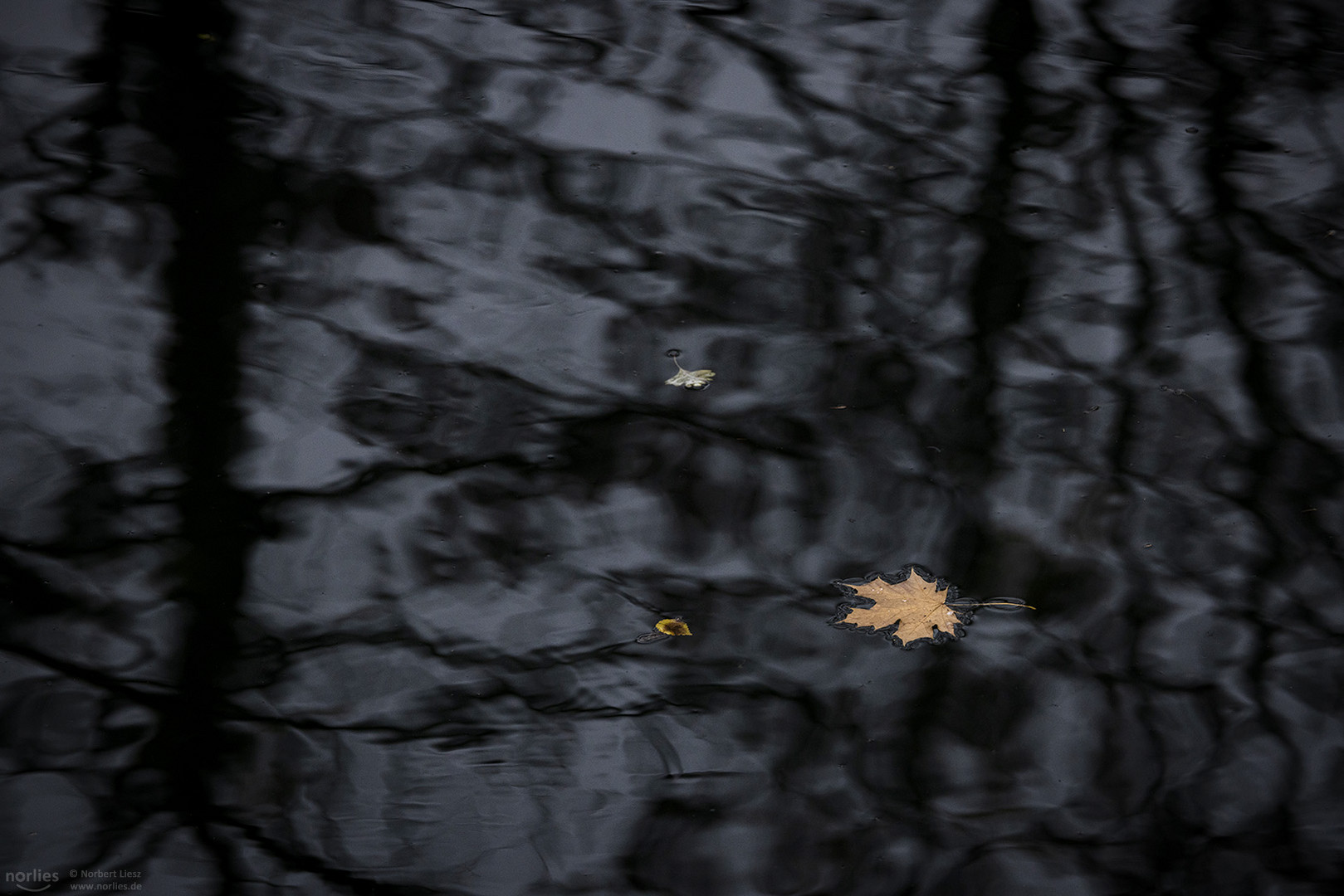 Blatt auf dem Wasser