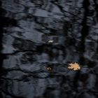 Blatt auf dem Wasser