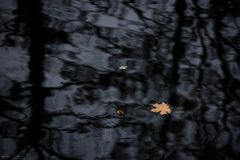 Blatt auf dem Wasser