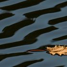 Blatt auf dem Wasser