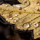 Blatt auf dem Wasser