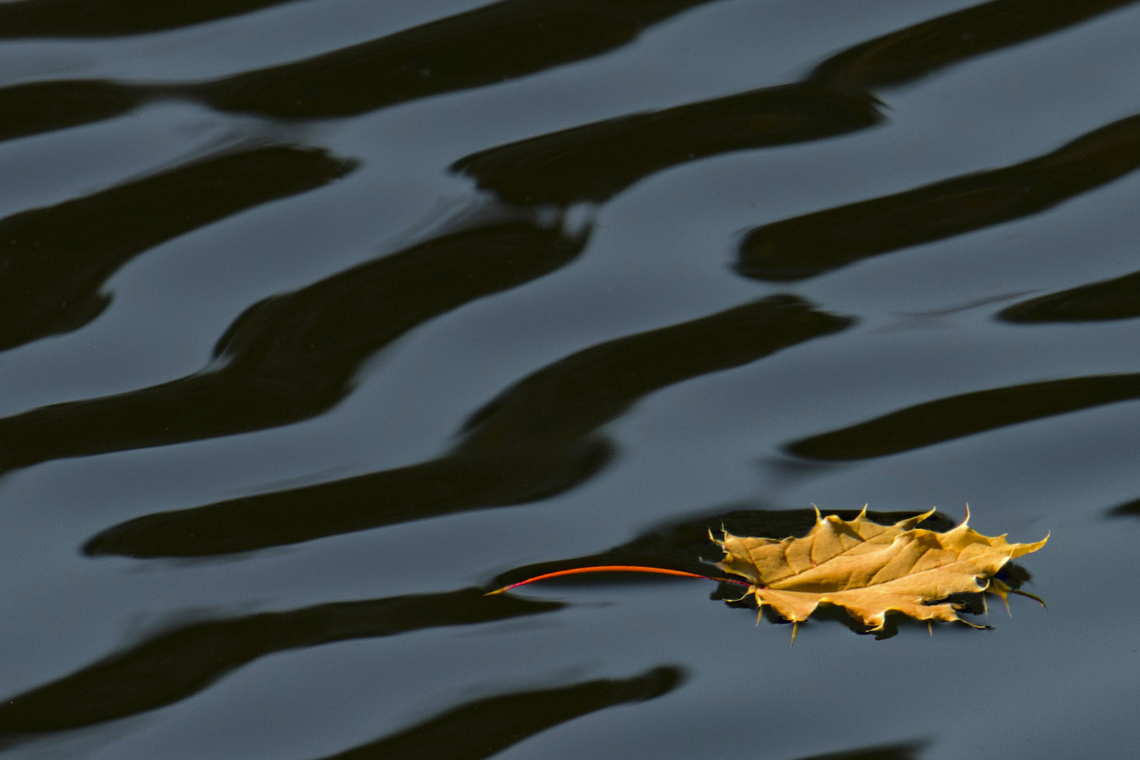 Blatt auf dem Wasser