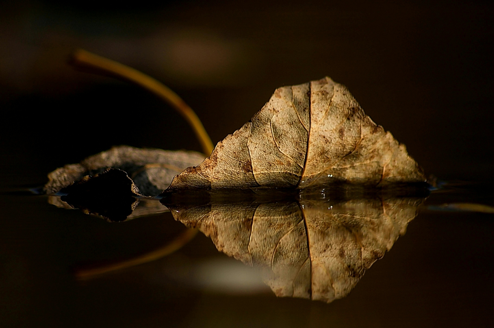 Blatt auf einem See