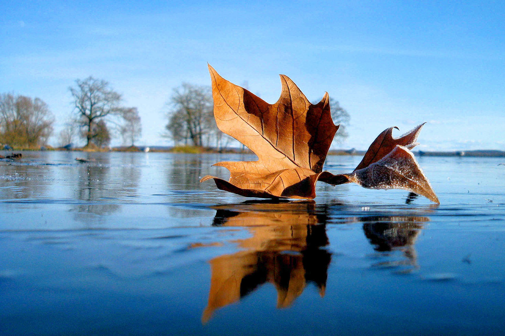 Blatt auf Eis