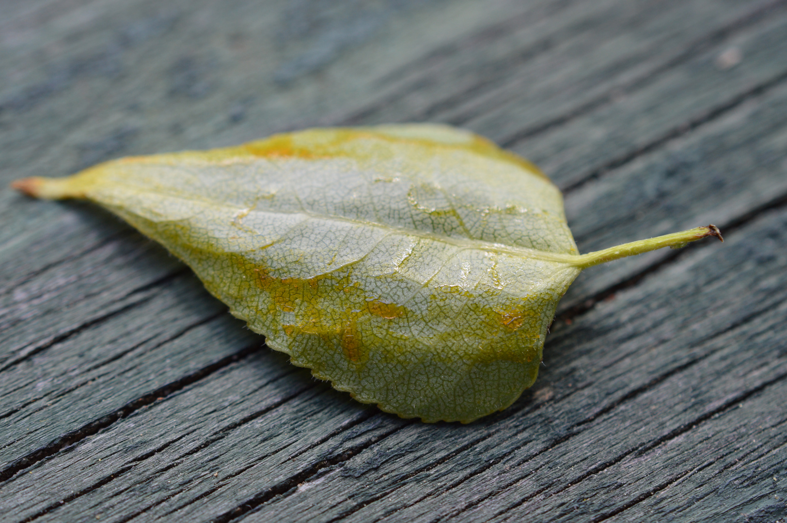 Blatt auf Holz