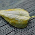 Blatt auf Holz