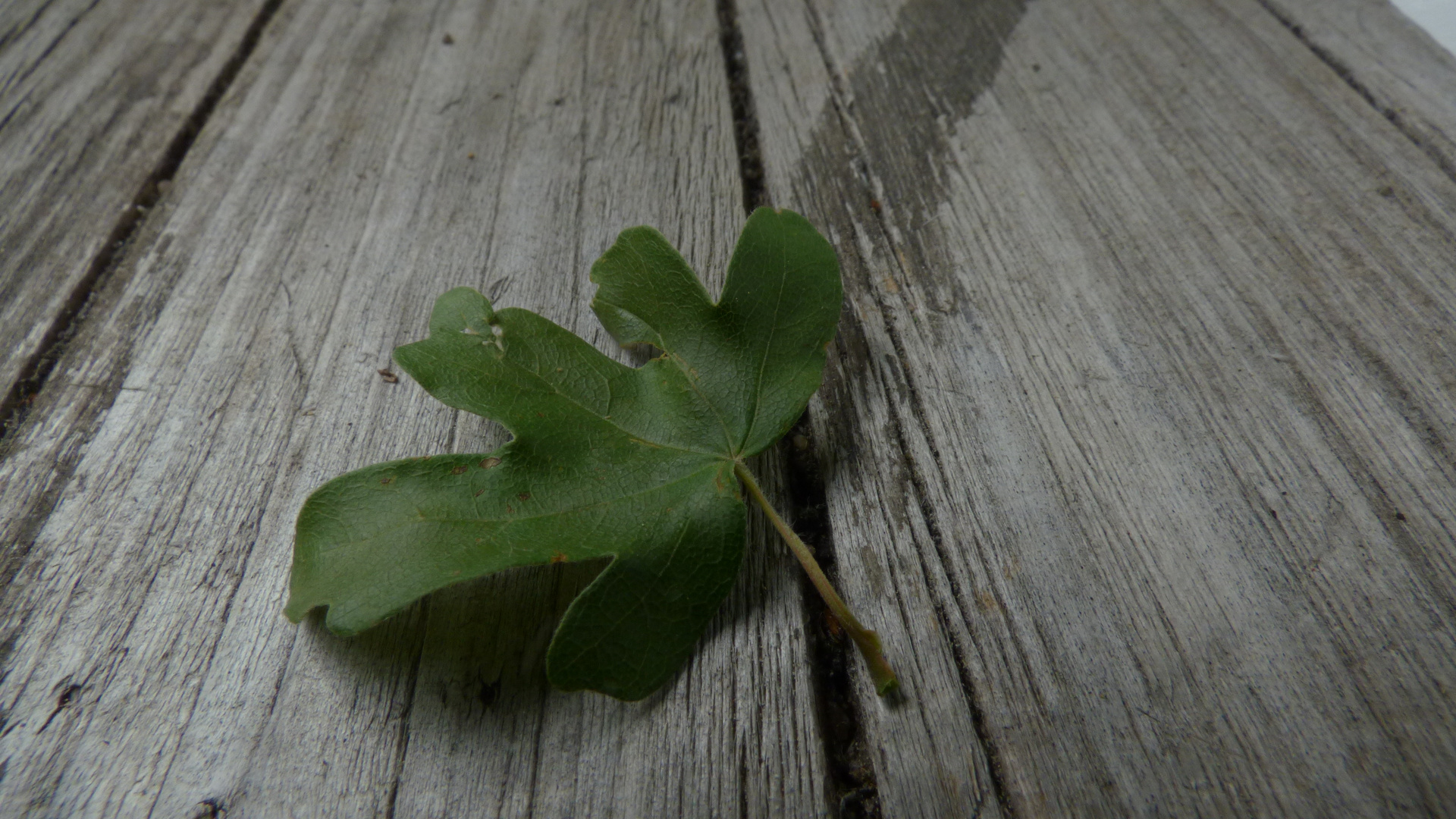 Blatt auf Holztisch