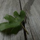 Blatt auf Holztisch