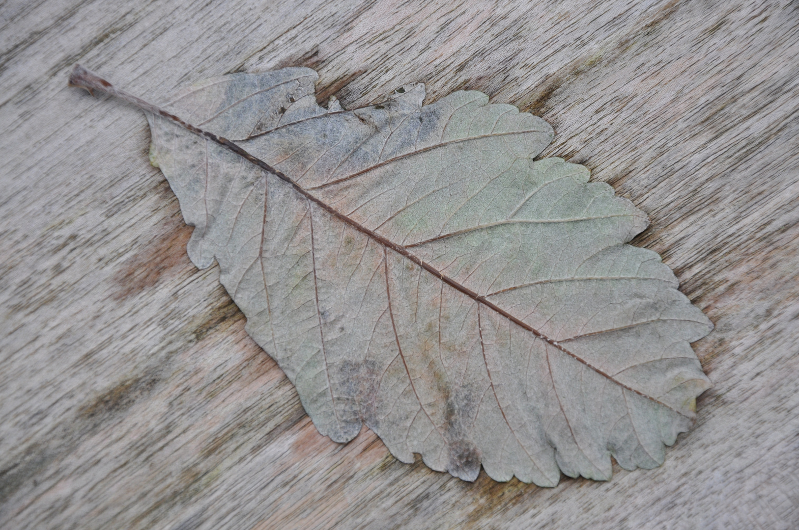 Blatt auf Holztisch - Ton in Ton