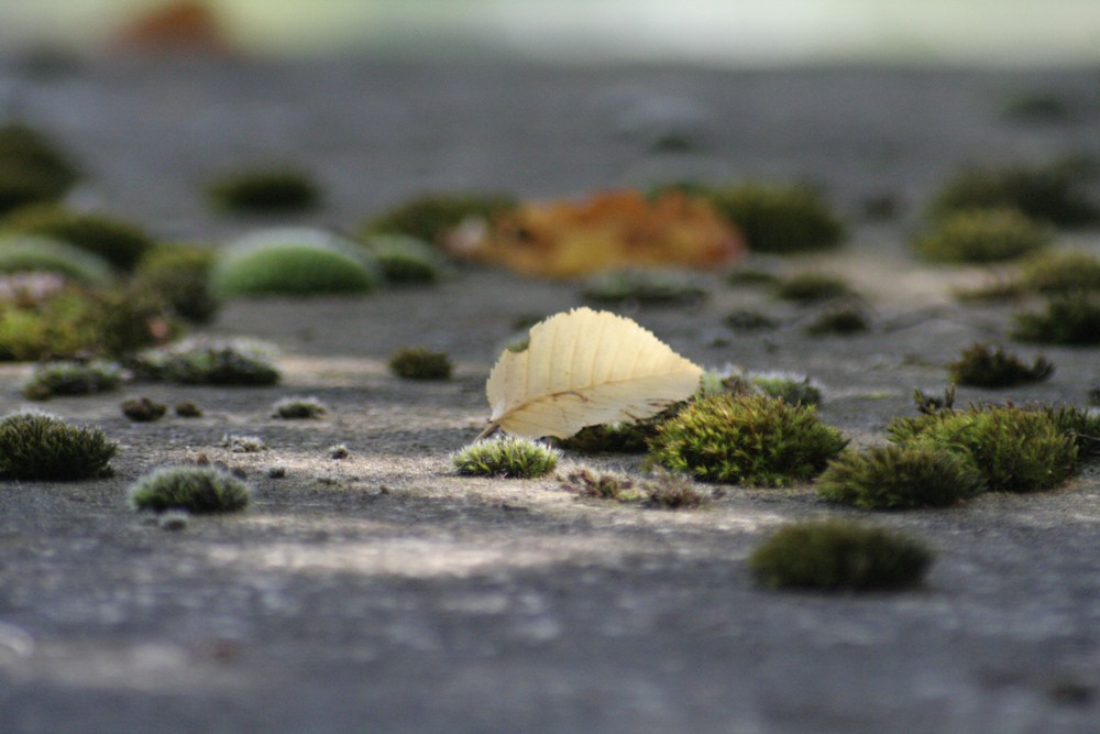 Blatt auf Moos auf Stein