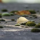 Blatt auf Moos auf Stein