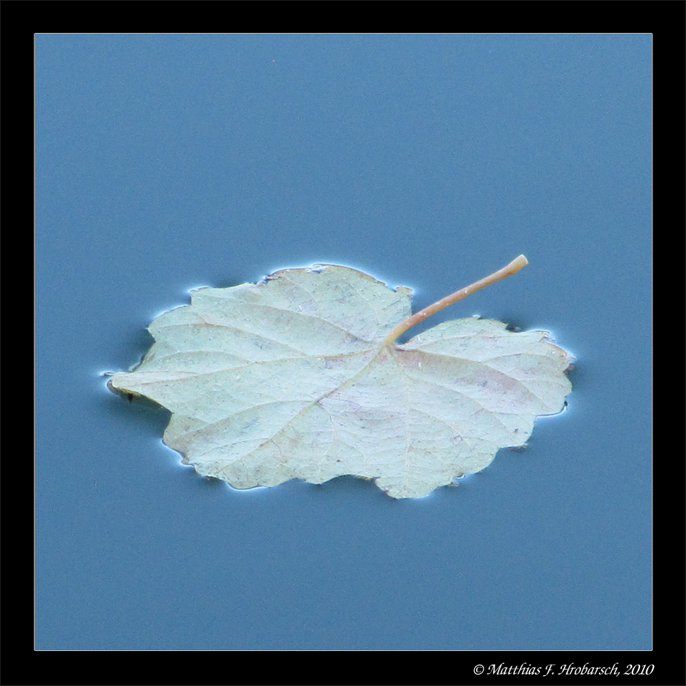 Blatt auf Quecksilber