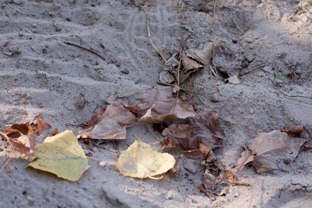 Blatt auf Sand