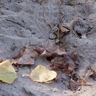 Blatt auf Sand