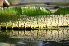 Blatt auf Seerosenteich