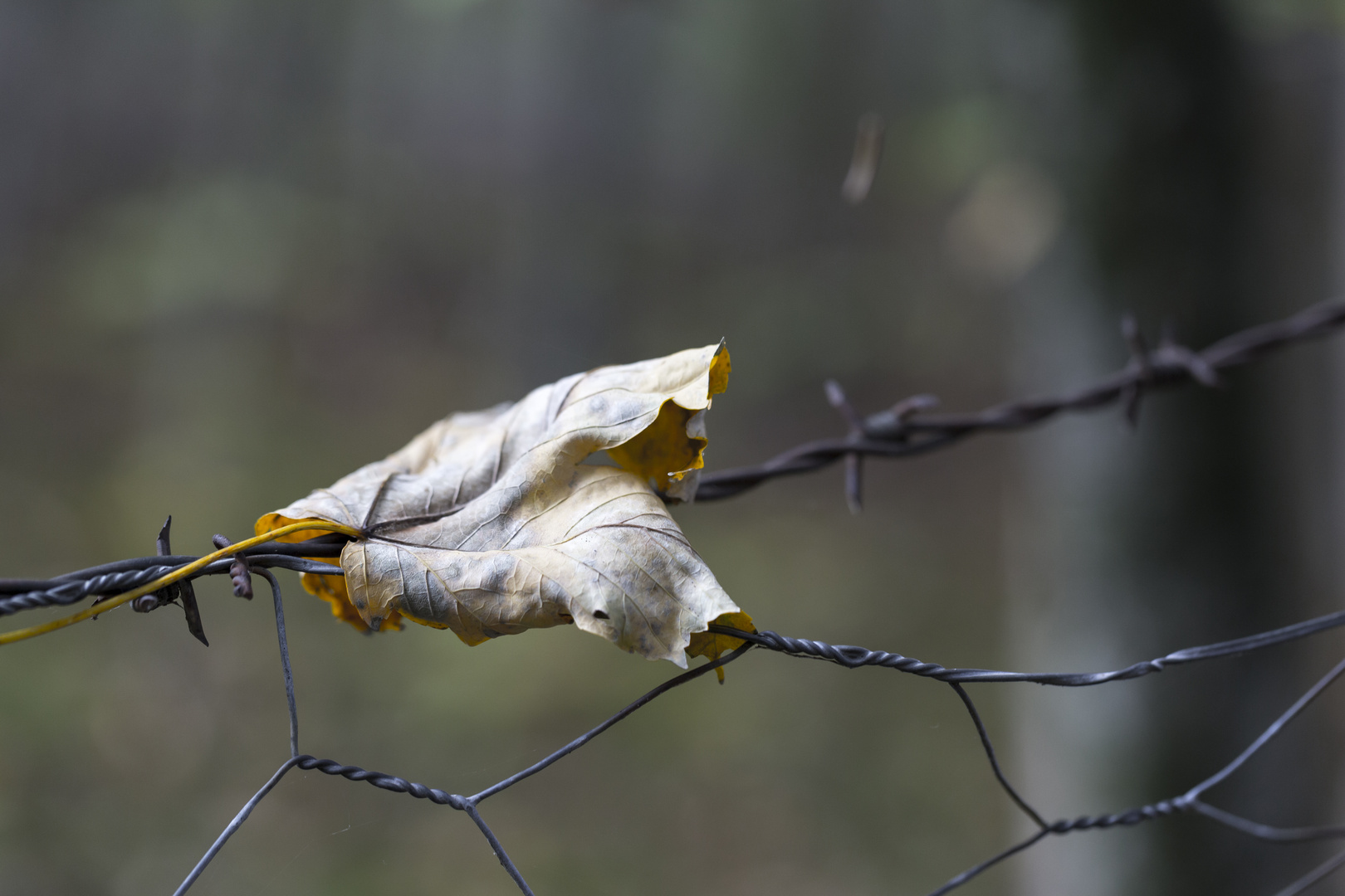 Blatt auf Stacheldraht