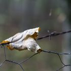 Blatt auf Stacheldraht