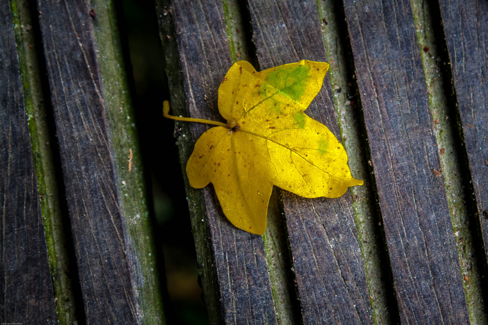 Blatt auf Steg