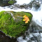 Blatt auf Stein