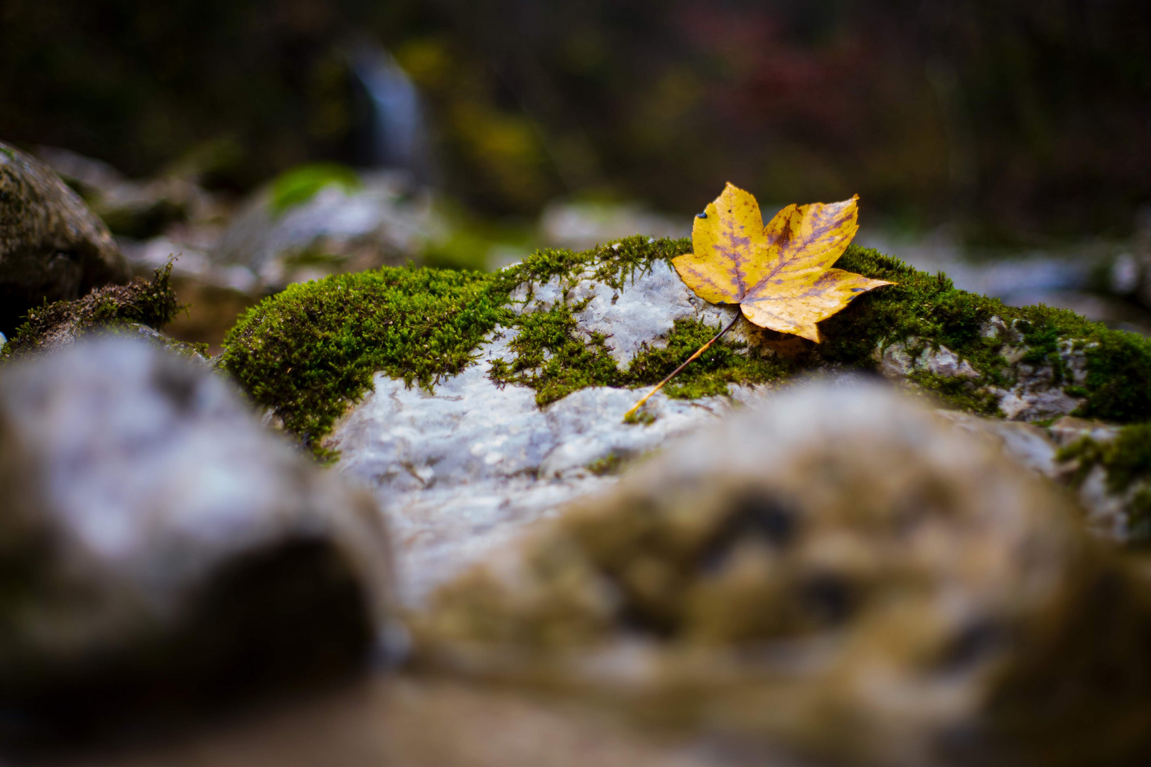 Blatt auf Stein