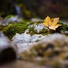 Blatt auf Stein