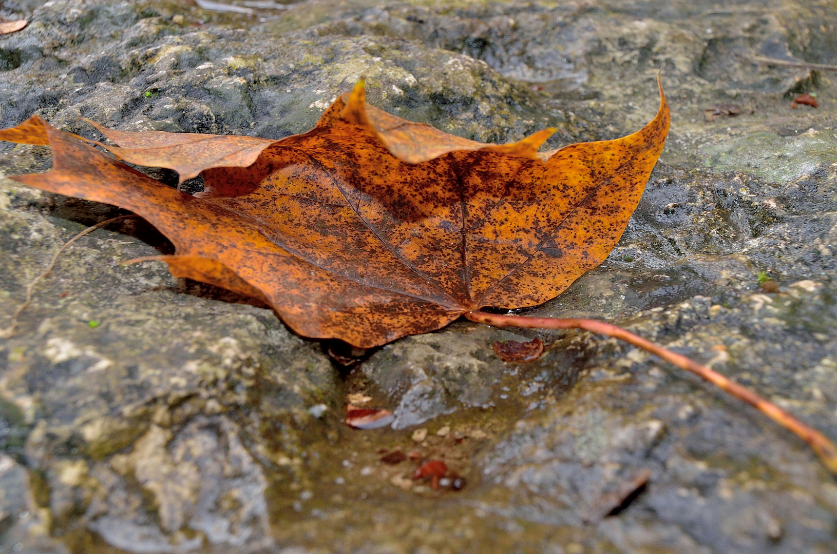 Blatt auf Stein