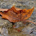 Blatt auf Stein